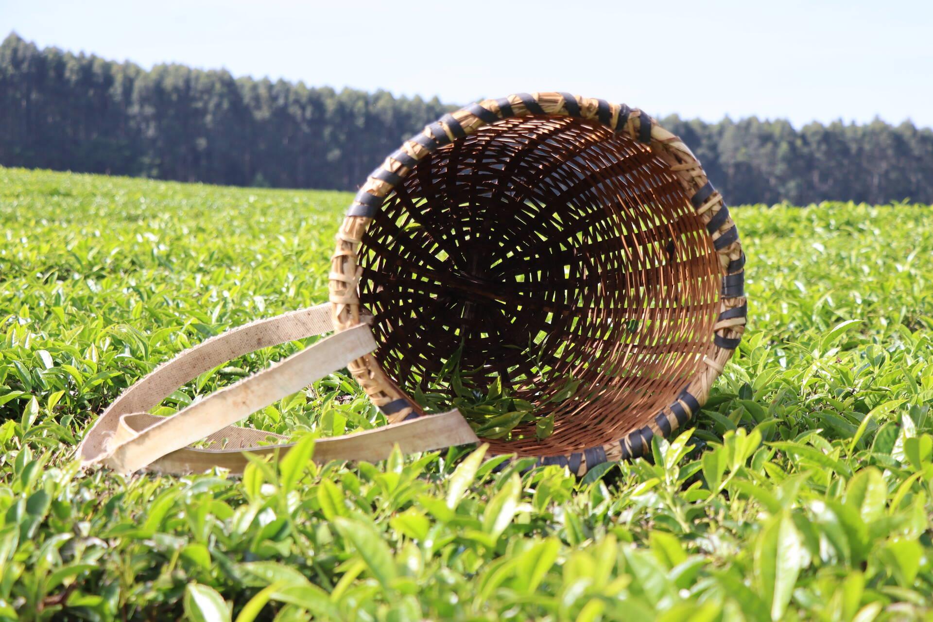 Kaboswa Estate Tea
