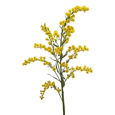 Solidago Carzan® Taramba